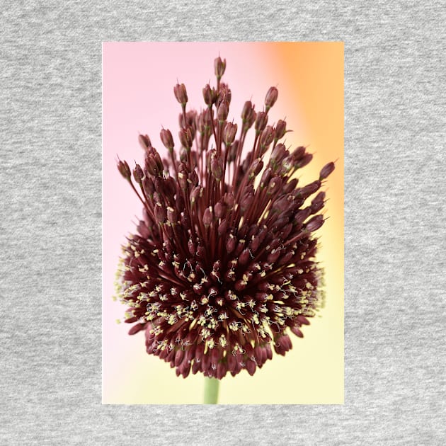 Allium amethystinum  &#39;Red Mohican&#39; by chrisburrows